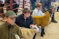 Longtown Mart Young Handlers sponsored by Farmers Guardian - 8th August 2024-13-3